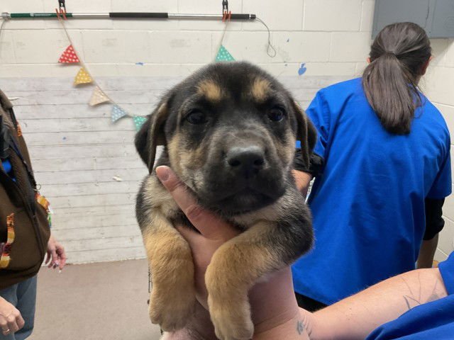 AMILYN - German Shepherd Dog available for adoption