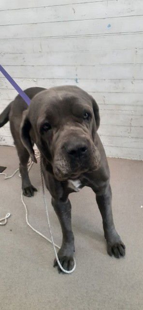 ODIN - Mastiff available for adoption