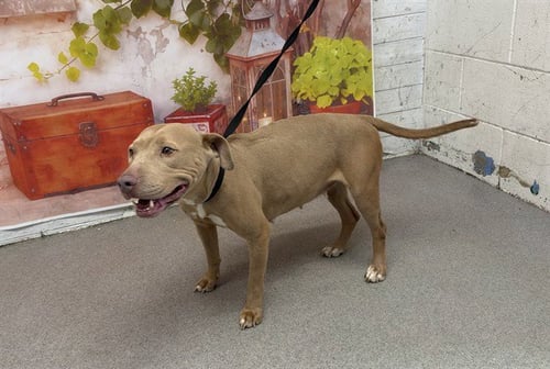 DAYANA - Pit Bull Terrier available for adoption