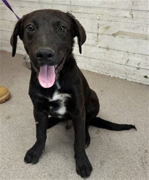 BOOMER - Labrador Retriever available for adoption
