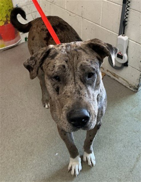 WADE - Catahoula Leopard Dog available for adoption
