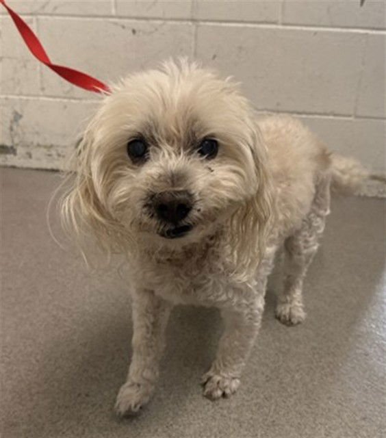 CUTIE PATOOTIE - Maltese available for adoption