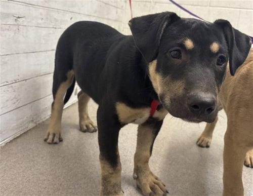 LUCKY - German Shepherd Dog available for adoption