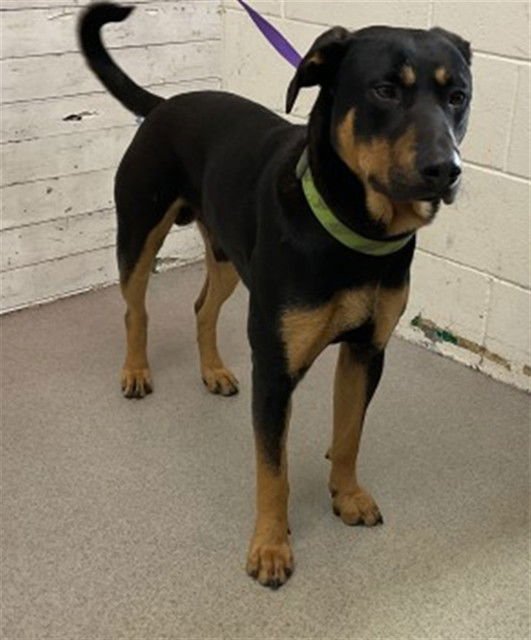 RADLEY - German Shepherd Dog / Rottweiler available for adoption