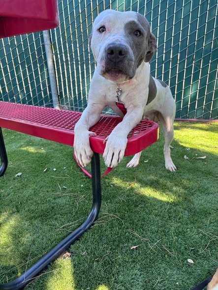 HENRY - Pit Bull Terrier available for adoption