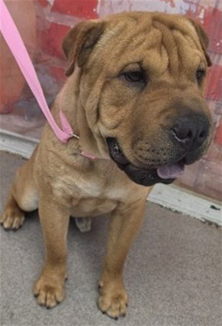 DIJON - Chinese Shar-Pei available for adoption