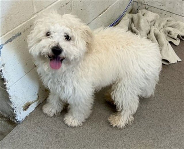 CREAM PUFF - Poodle (Miniature) available for adoption