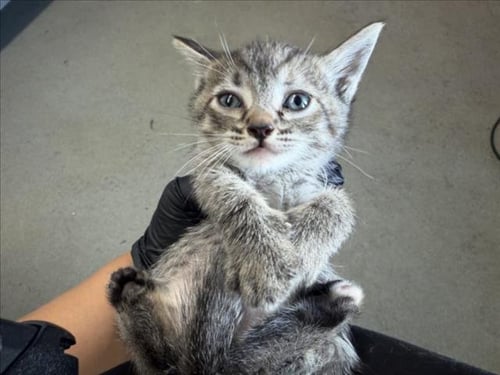 LILLY - Domestic Short Hair available for adoption