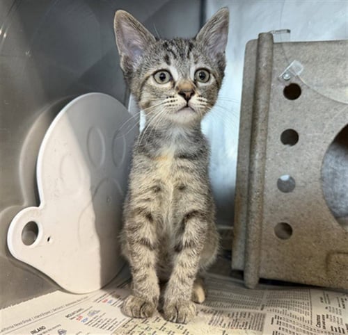 LILLY - Domestic Short Hair available for adoption