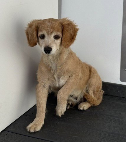 NINA - Chihuahua available for adoption