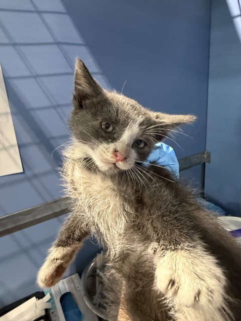 CHARLIE - Domestic Short Hair available for adoption