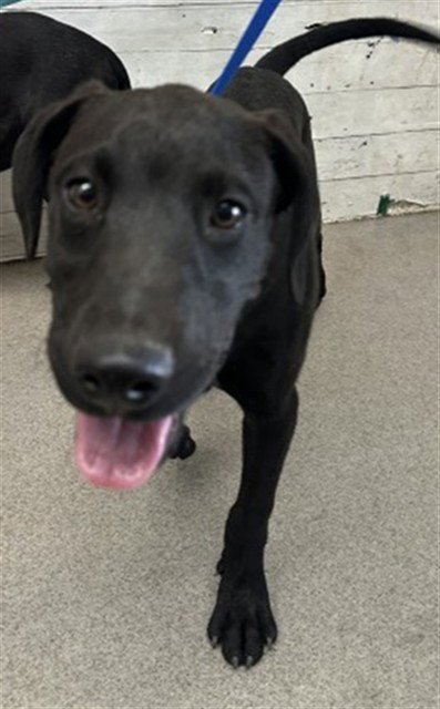 BRODIE - Labrador Retriever available for adoption