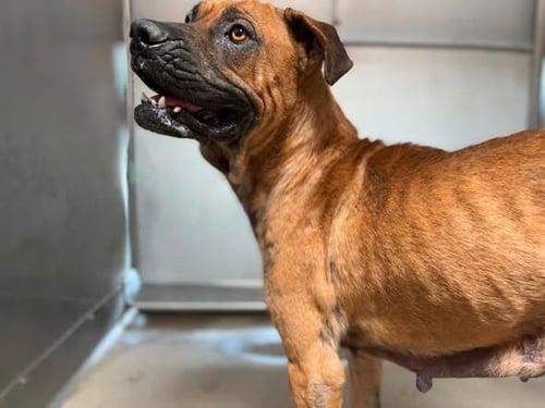 RAVEN - Pit Bull Terrier / Boxer available for adoption
