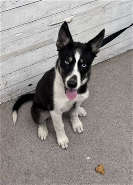 ADDIE - Siberian Husky available for adoption