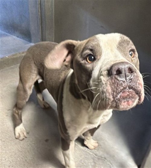 PHINEAS - Pit Bull Terrier available for adoption