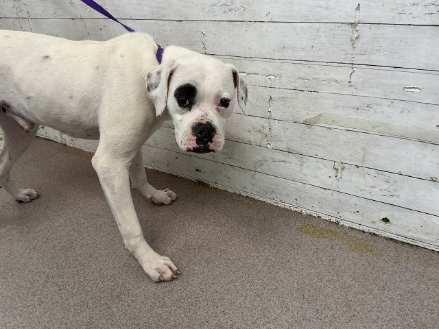 ATTICUS - Boxer available for adoption