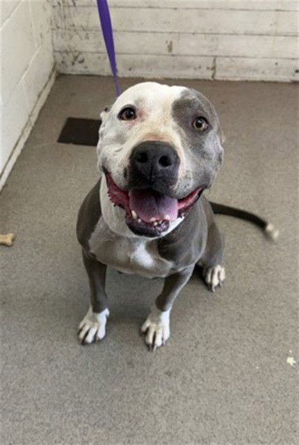 ADALIE - Pit Bull Terrier available for adoption