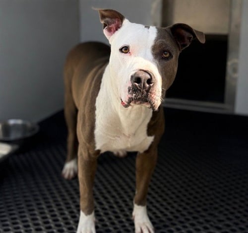 ADALIE - Pit Bull Terrier available for adoption