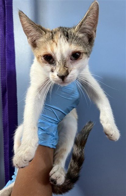 MEOWTINI - Domestic Short Hair available for adoption