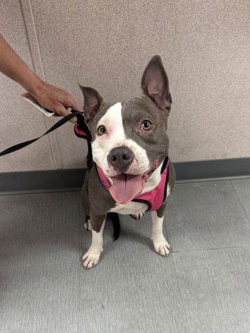 CHUPA - Pit Bull Terrier available for adoption