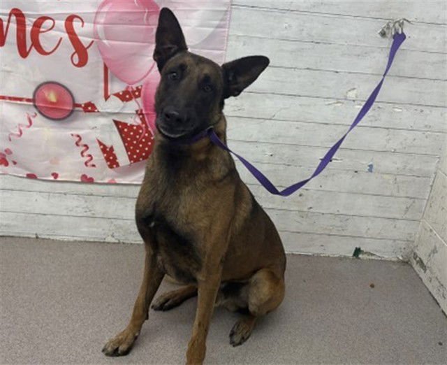 ROLLO - Belgian Shepherd Malinois available for adoption