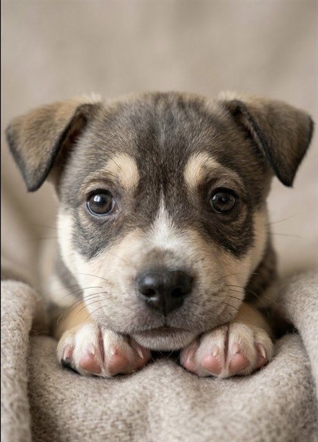 BEEFY - German Shepherd Dog available for adoption