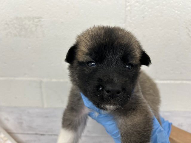 HARLOW - German Shepherd Dog available for adoption