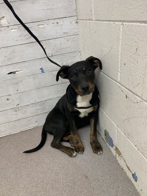 TULIP - Pit Bull Terrier available for adoption