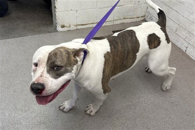 ROAM - Pit Bull Terrier available for adoption