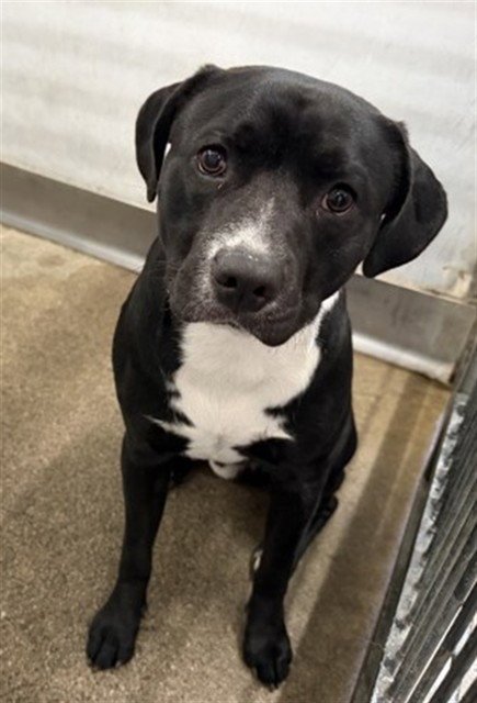 NIKOLAI - Pit Bull Terrier available for adoption