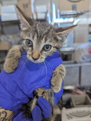 FRIDA - Domestic Short Hair available for adoption
