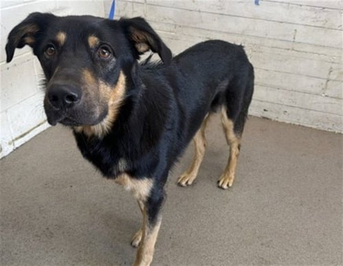 NACHO - German Shepherd Dog available for adoption
