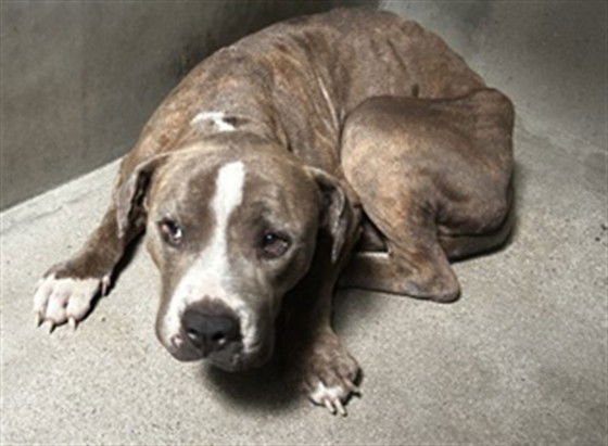 ESTEBAN - Pit Bull Terrier available for adoption