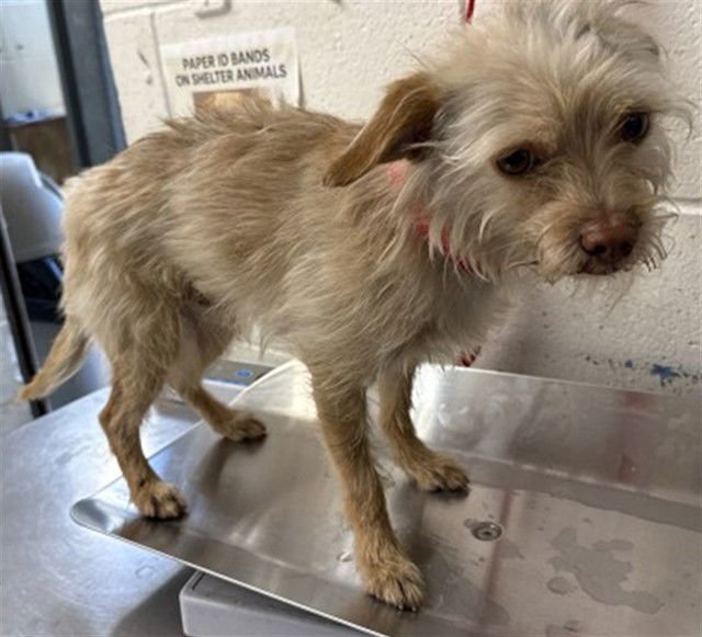 FERNIE - Terrier available for adoption