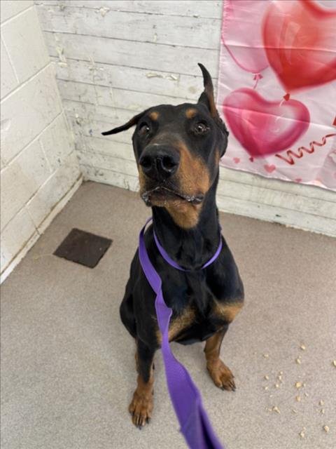 PIPPIN - Doberman Pinscher available for adoption