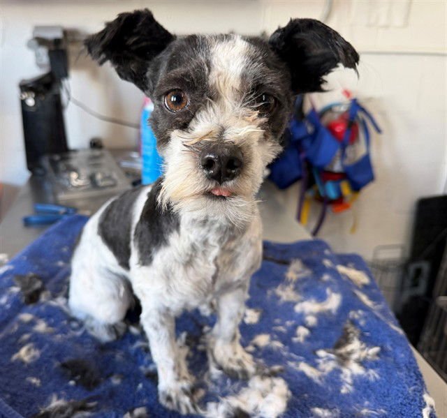 MABEL - Shih Tzu available for adoption