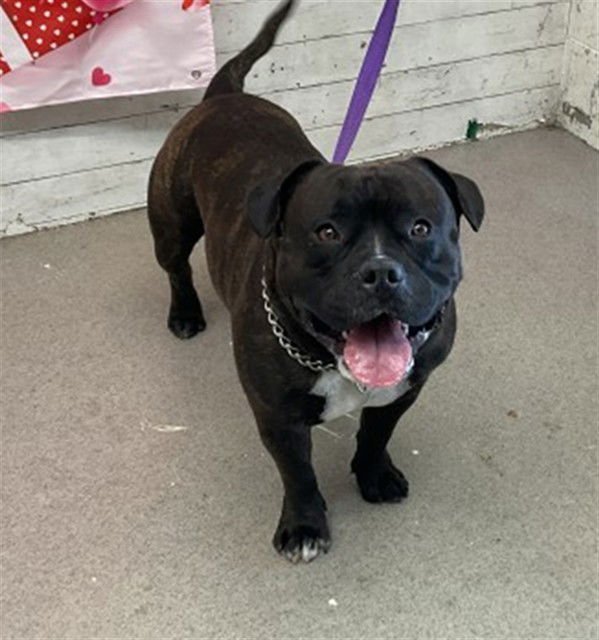 CLARK - Pit Bull Terrier available for adoption