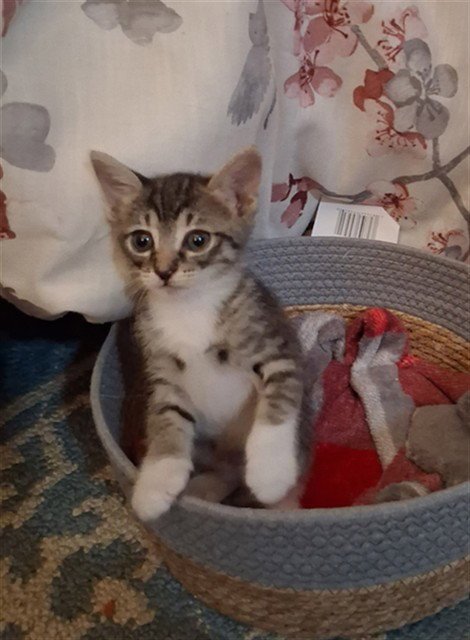PAWMA Image