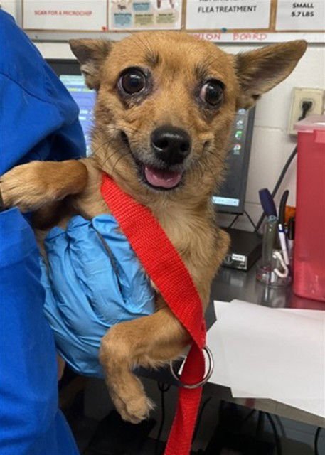 FIONA - Chihuahua available for adoption