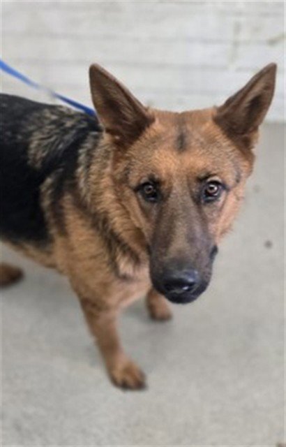 RACHEL - German Shepherd Dog available for adoption