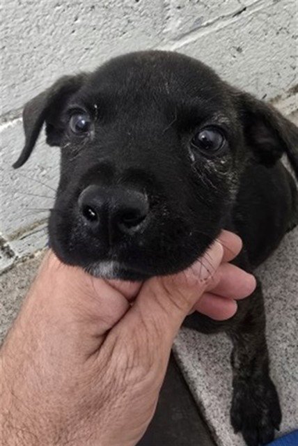 ANASTACIA - Pit Bull Terrier available for adoption