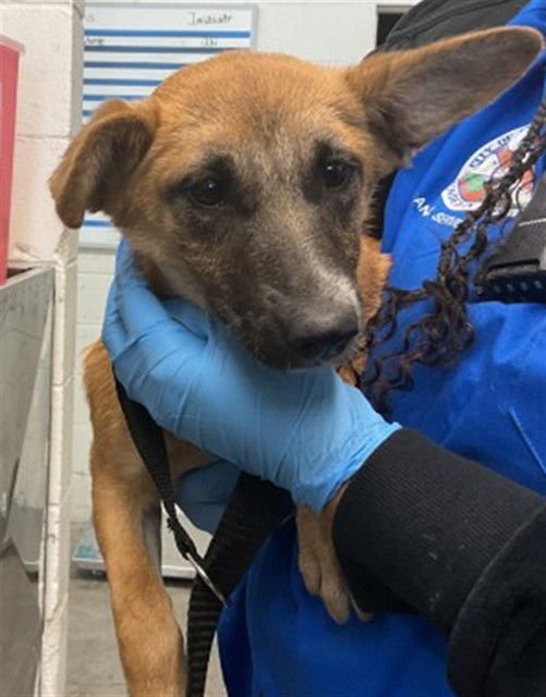 JOSIE - German Shepherd Dog available for adoption