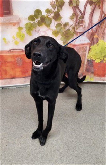 OREO - Labrador Retriever available for adoption