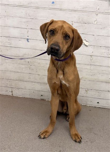 DOG DOG - Redbone Coonhound available for adoption