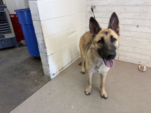 T-BONE - German Shepherd Dog available for adoption