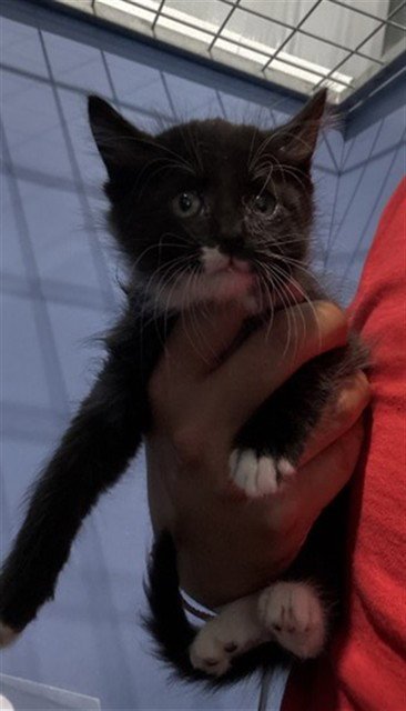 BUBBA - Domestic Short Hair available for adoption