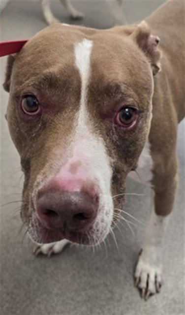 COLE - American Pit Bull Terrier available for adoption