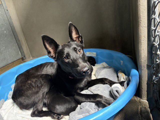 LAVENDER - Belgian Shepherd Malinois available for adoption