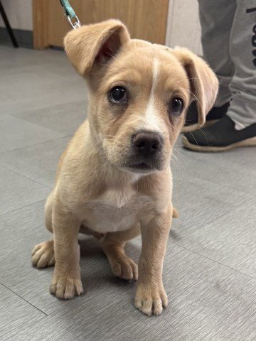 BOBBY HILL - Labrador Retriever available for adoption