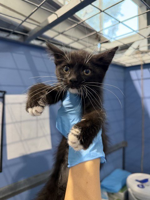SHANE - Domestic Short Hair available for adoption